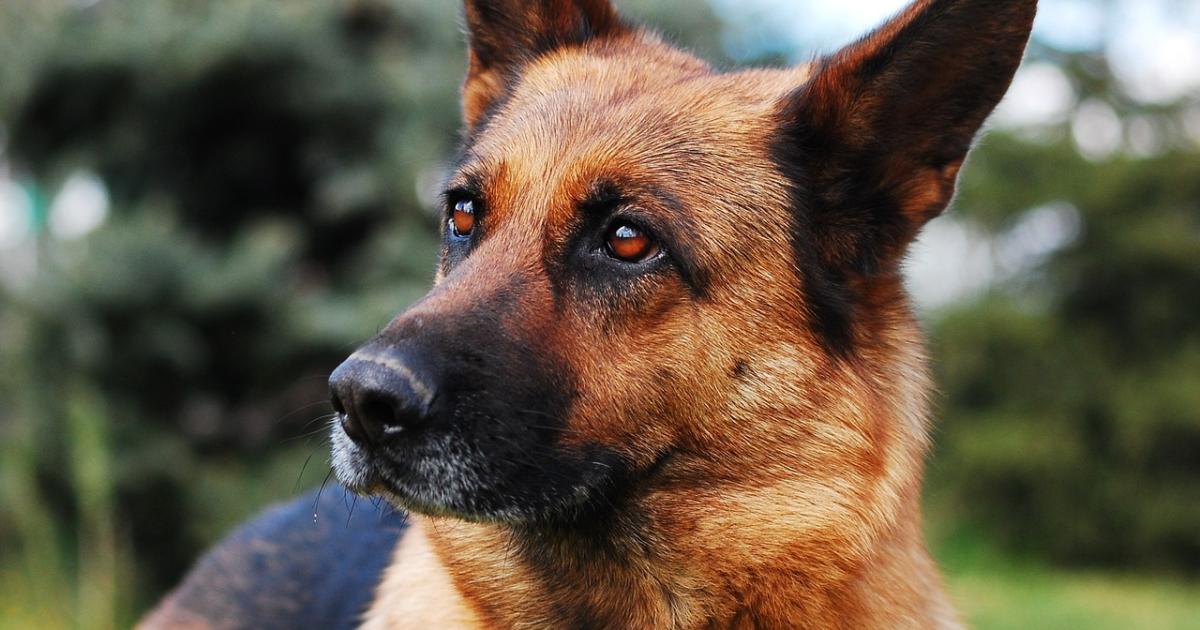 New Forest National Park named the top dog-walking destination in the South East