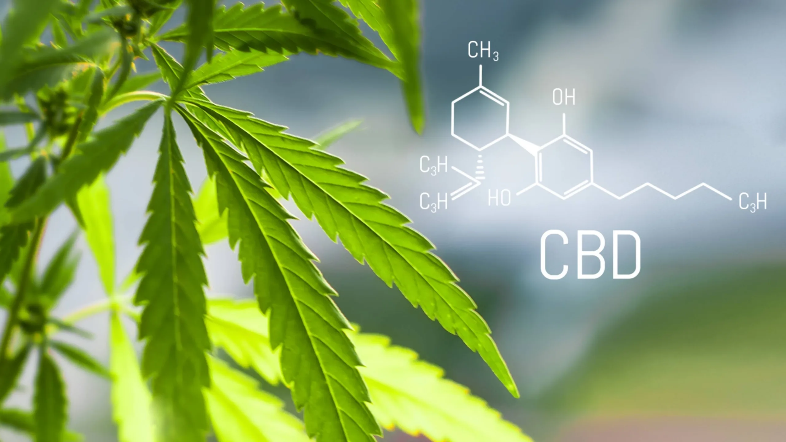 Study Finds CBD Protects Neuron-Like Cells From Damage in Parkinson’s Disease Model