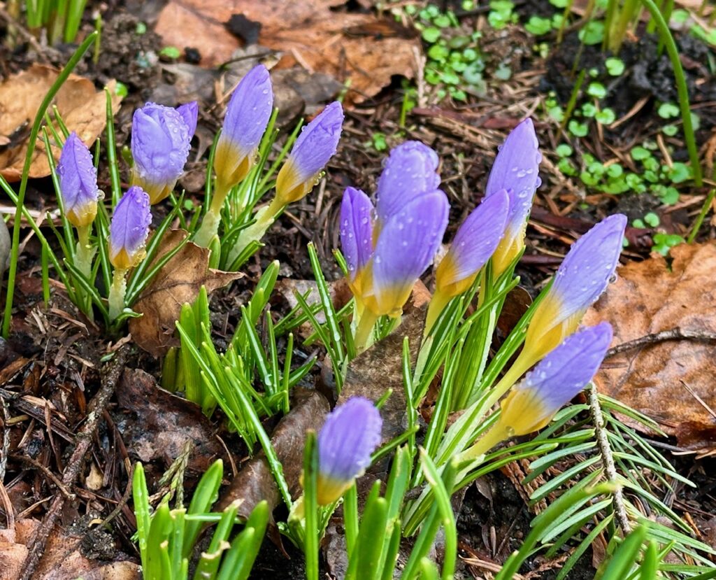Scene in Mountlake Terrace: Crocuses make an appearance
