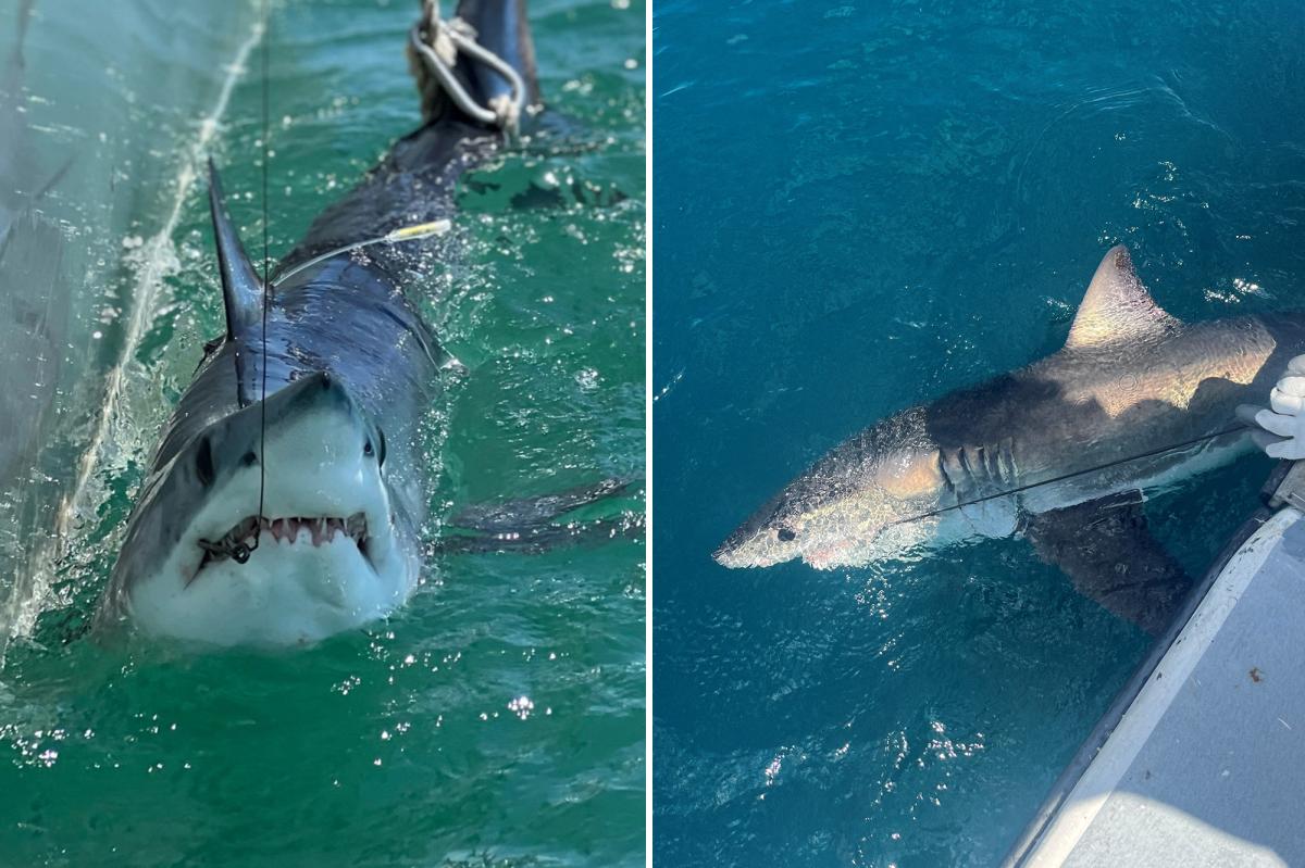 How scientists are using sharks to predict hurricane intensity on the East Coast