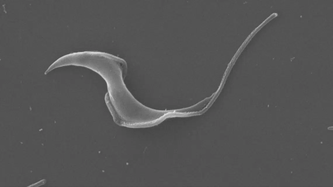 Científicos del CONICET desarrollan herramienta bioinformática para descifrar el genoma del Chagas, impactando a 6 millones de personas