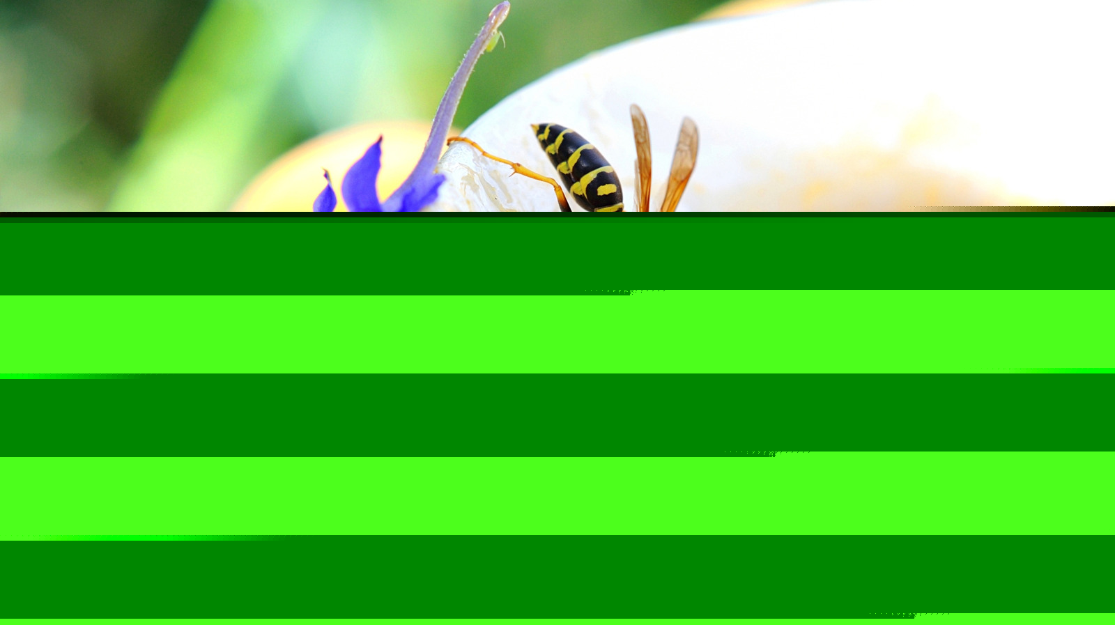 Use This Spicy Scent To Help Deter Wasps From Your Yard