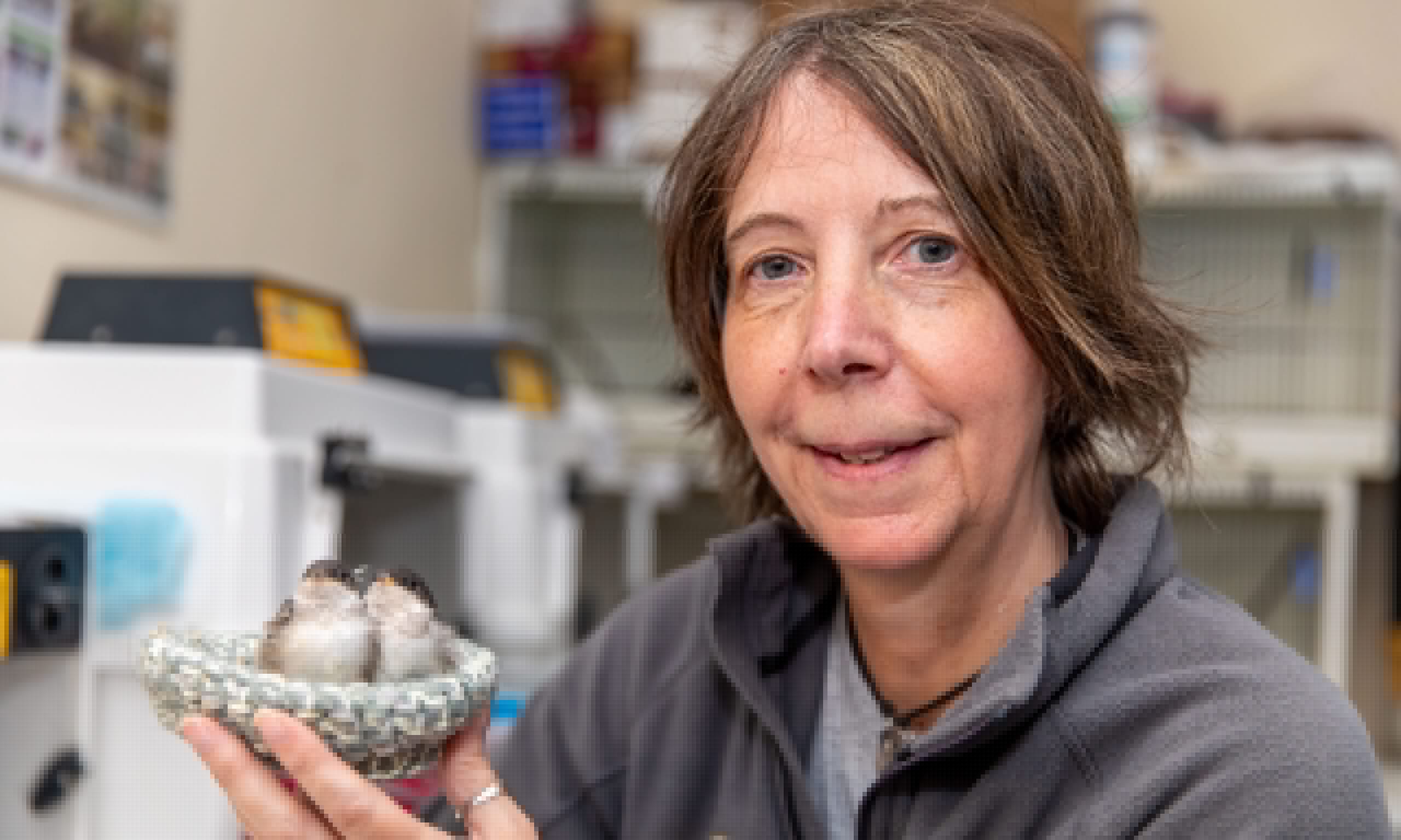 Why scorched summer is sending chicks tumbling from nests – and pushing Fife’s ‘bird lady’ to the limit