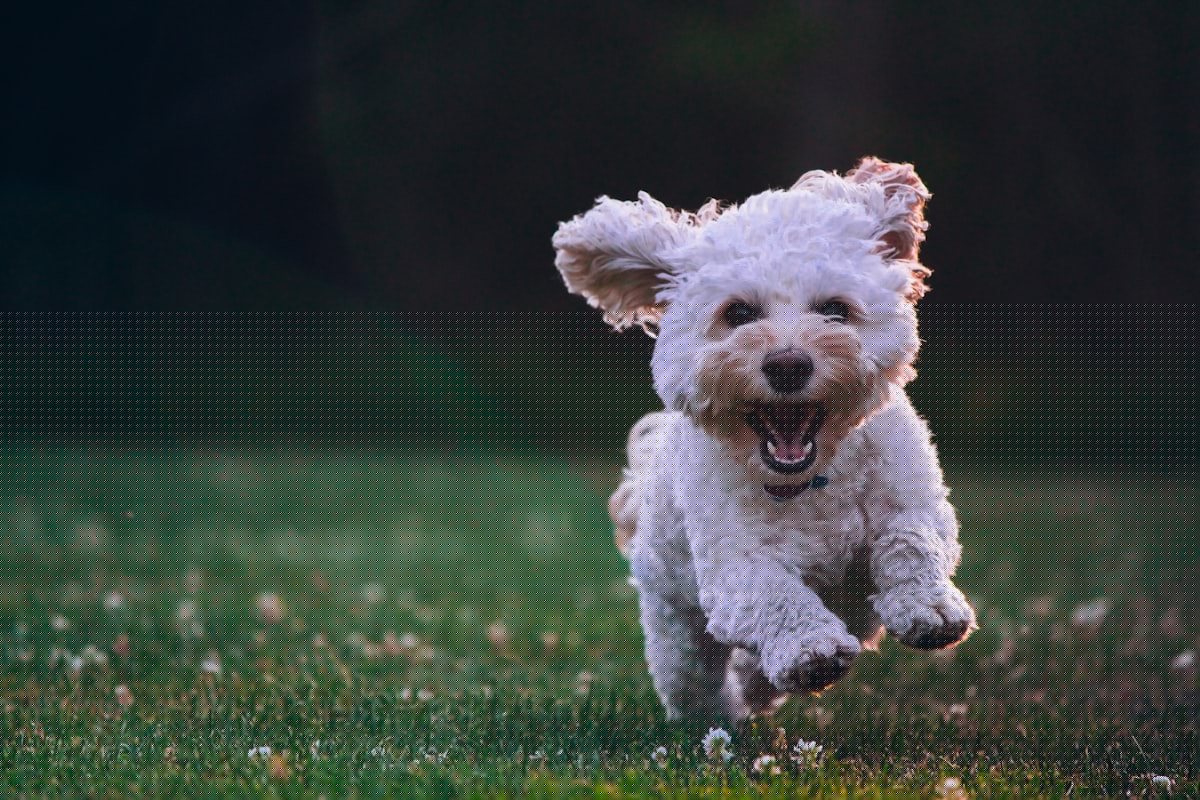 The Most Popular Dog Names in Maine For 2026