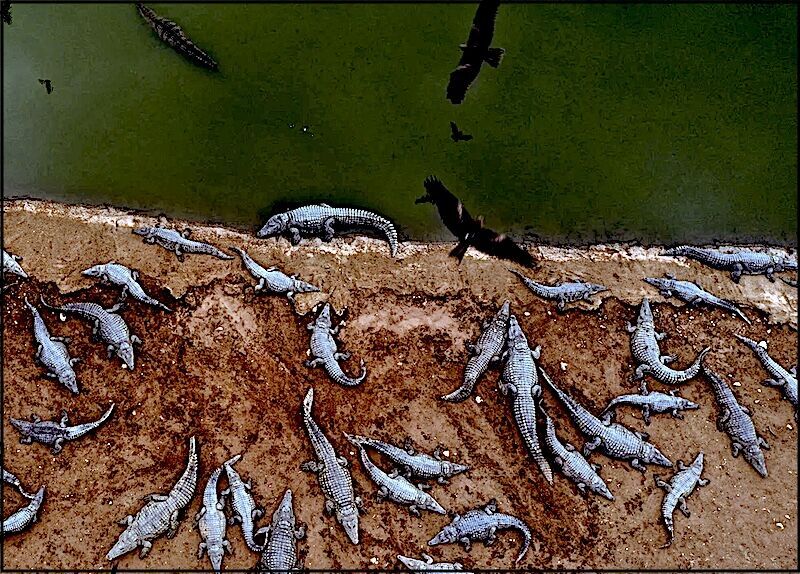 Ben Gvir's crocodiles are the latest weapon in Israel's animal warfare on Palestinians
