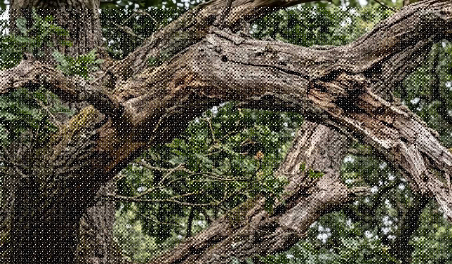 A Freak Storm, A Fallen Branch, and the Heartbreaking Loss of a Cancer Survivor