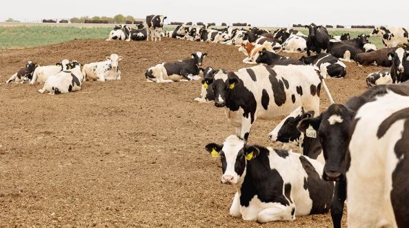 Researchers develop potential vaccine to protect cattle from bird flu