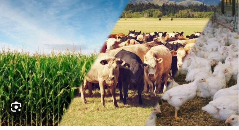 Programa de desenvolvimento da agricultura comercial desembolsa mais de cinco milhões de dólares para financiar projectos no sector agro-pecuário