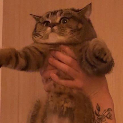 Cats - Put your hands up