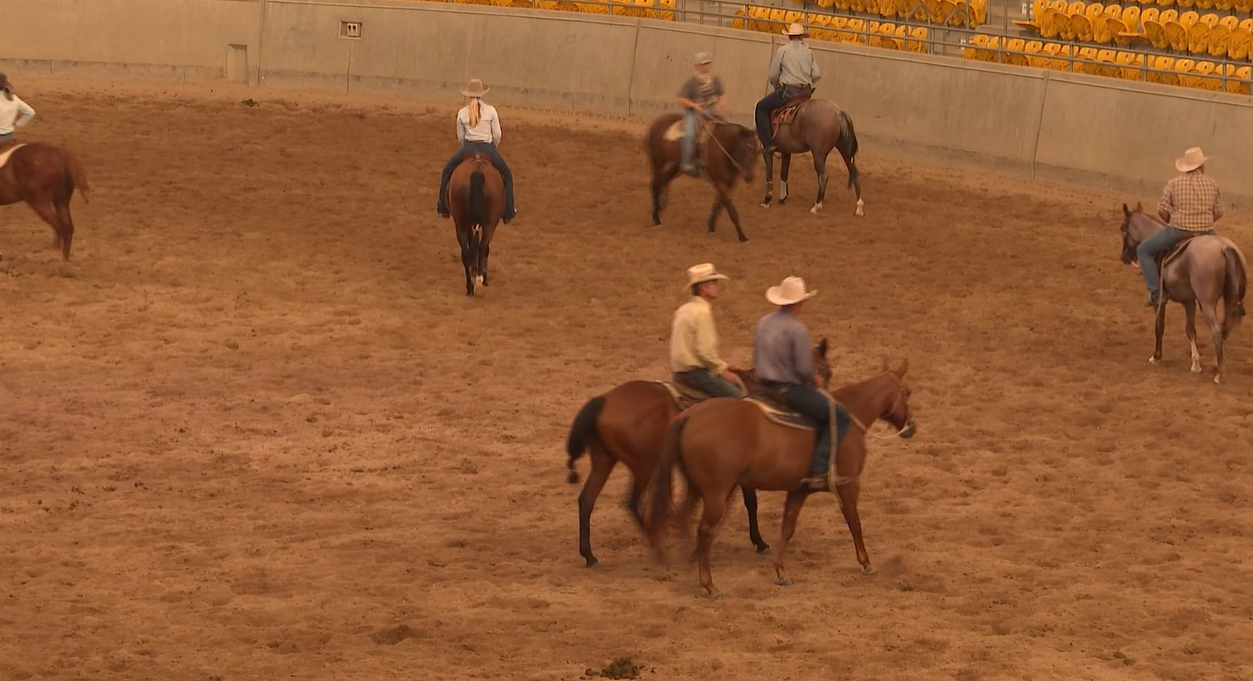 Hundreds of performance horses to go under the hammer at Nutrien sale