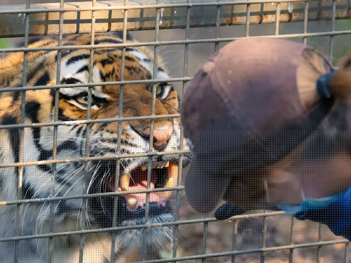 How to train your tiger: Zoo staff take soft approach while caring for big cats