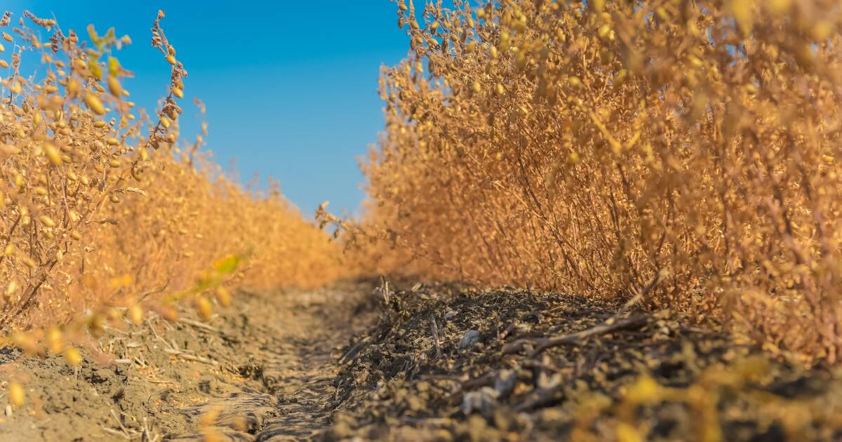 Pulse prices plummet, chickpeas dip below $500/t, less than half 2024 value
