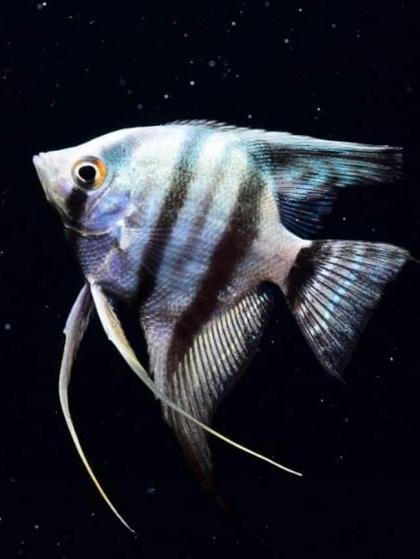 5 Tropical Fish Species Suitable For Aquarium