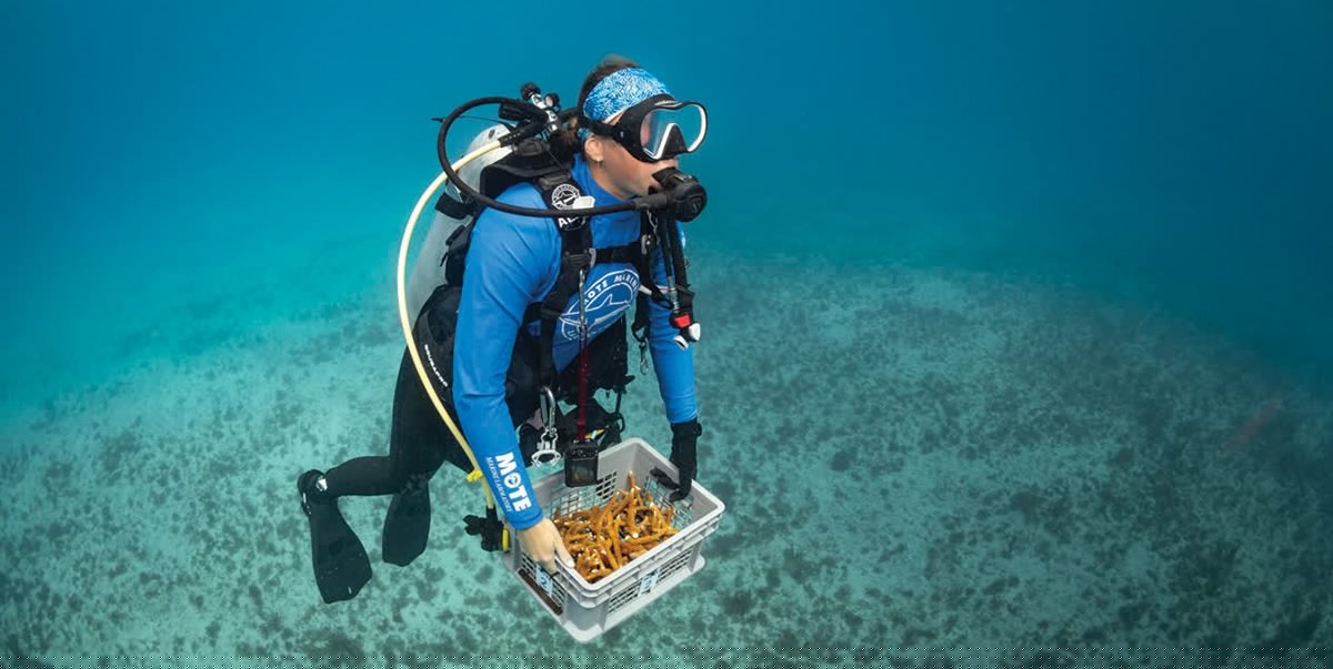 The Reef Is Being Evacuated and Sarasota Should Be Paying Attention