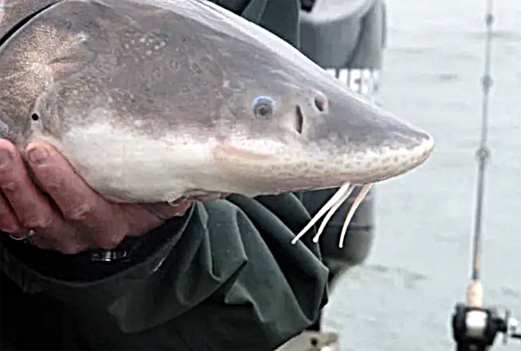 Editorial: Step up efforts to bolster sturgeon survival