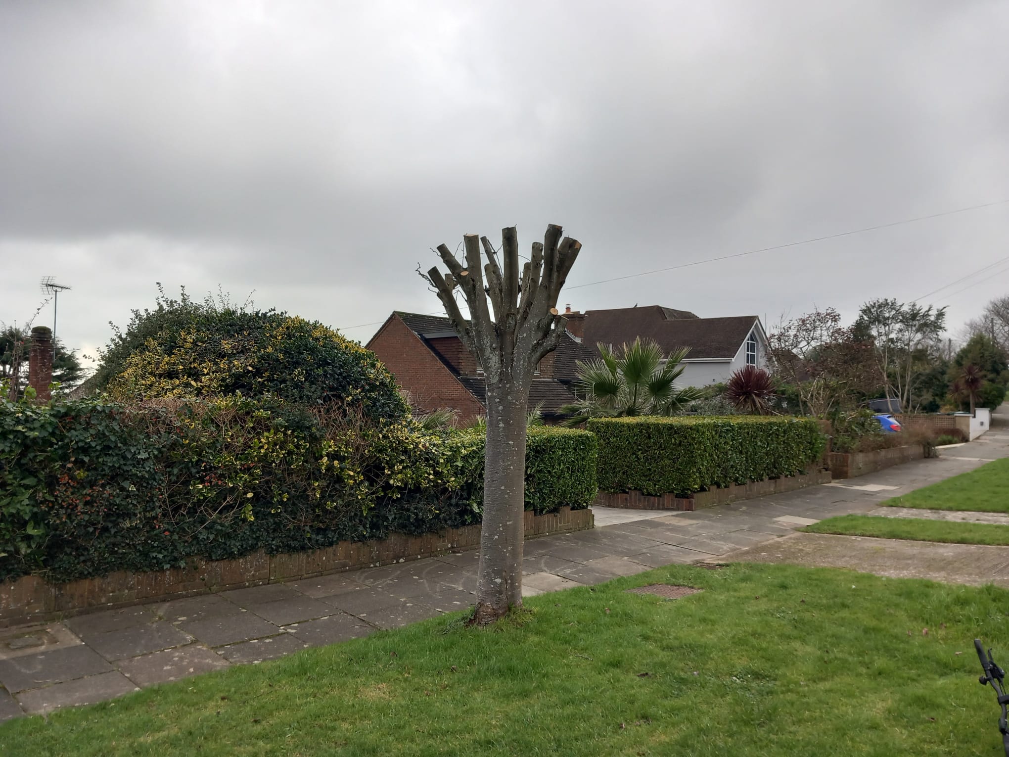 Council investigates after tree ‘vandalised’