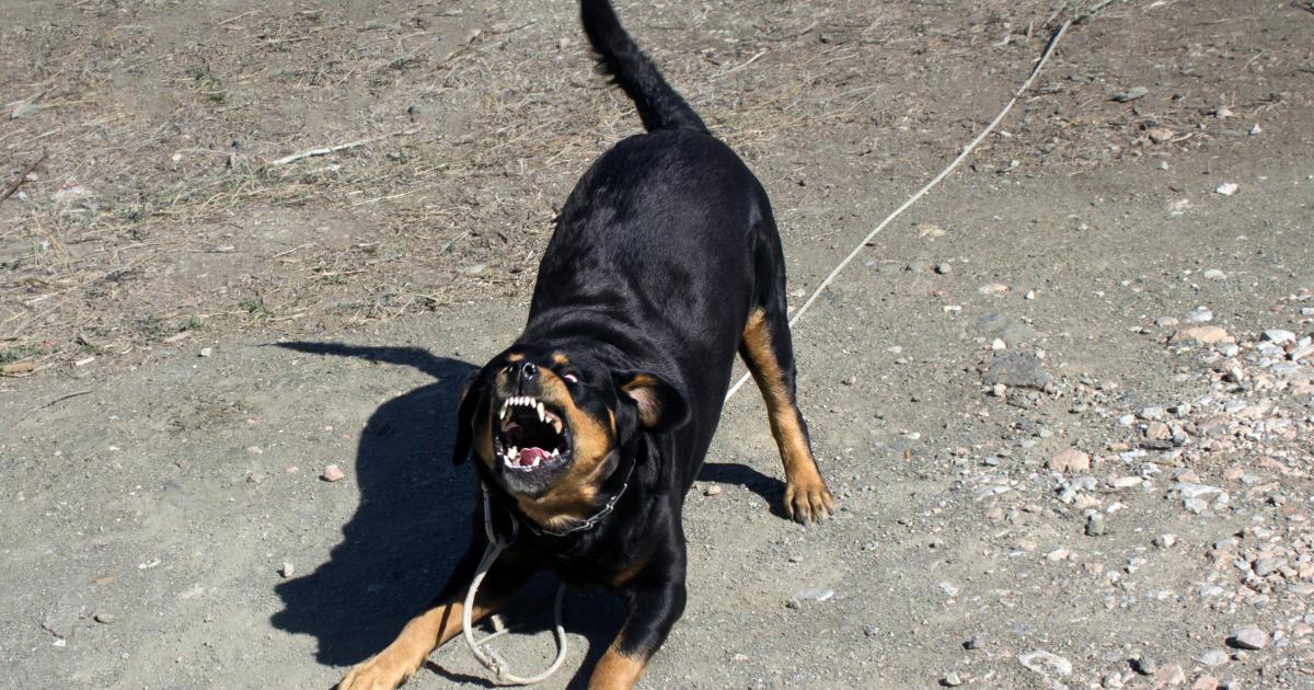 Woman attacked by pensioner's 'dangerously out of control' dog