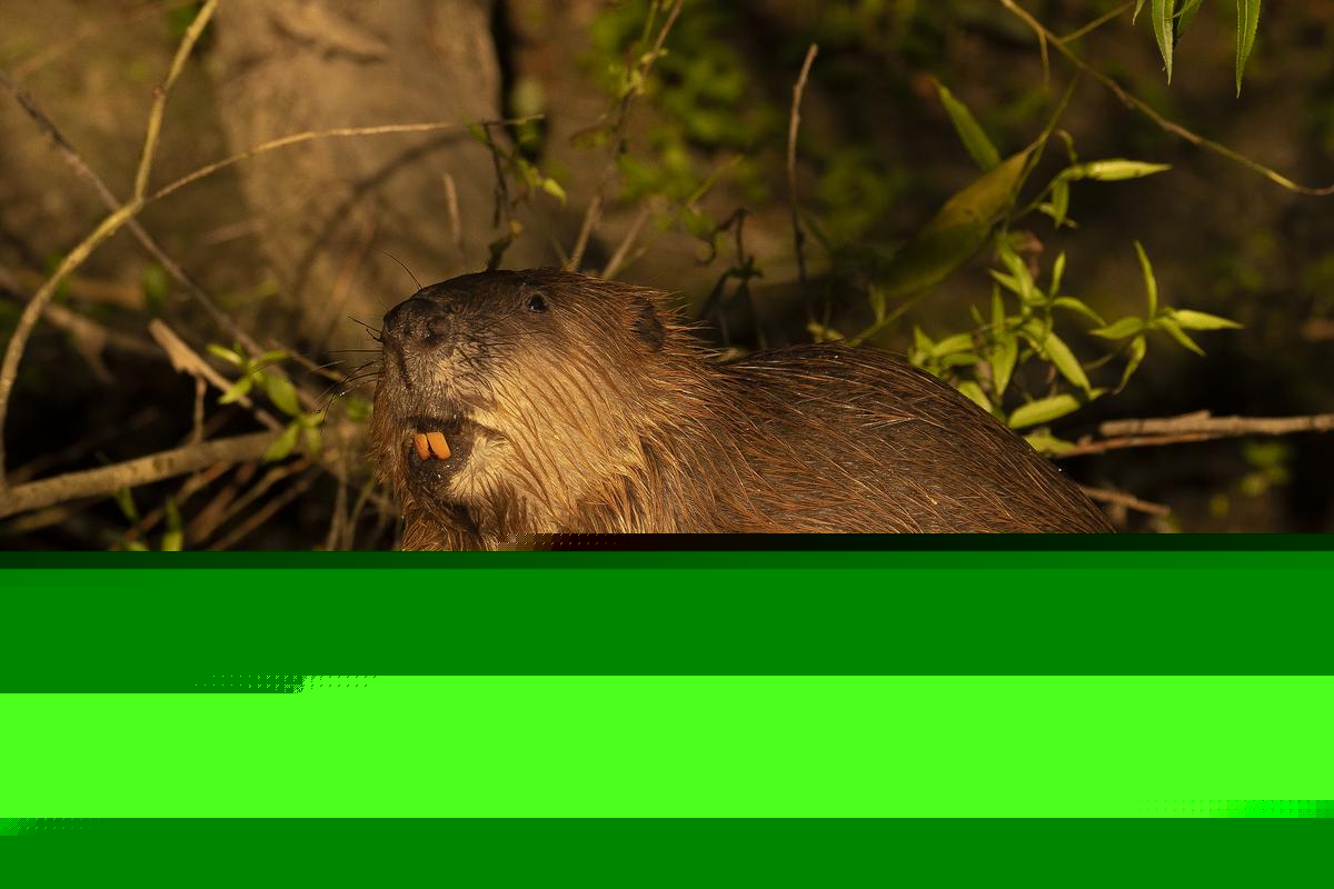 Rabid Beavers Reported in New York—Here’s What to Know