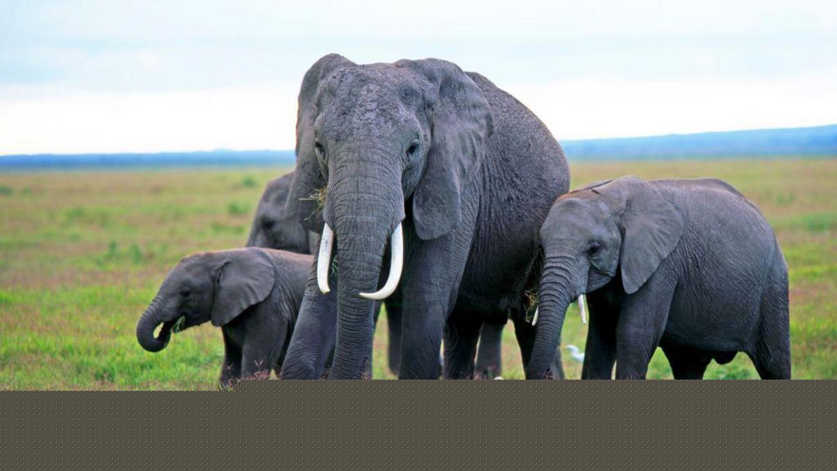Mysterious elephant deaths in Kenya raise questions around pesticides