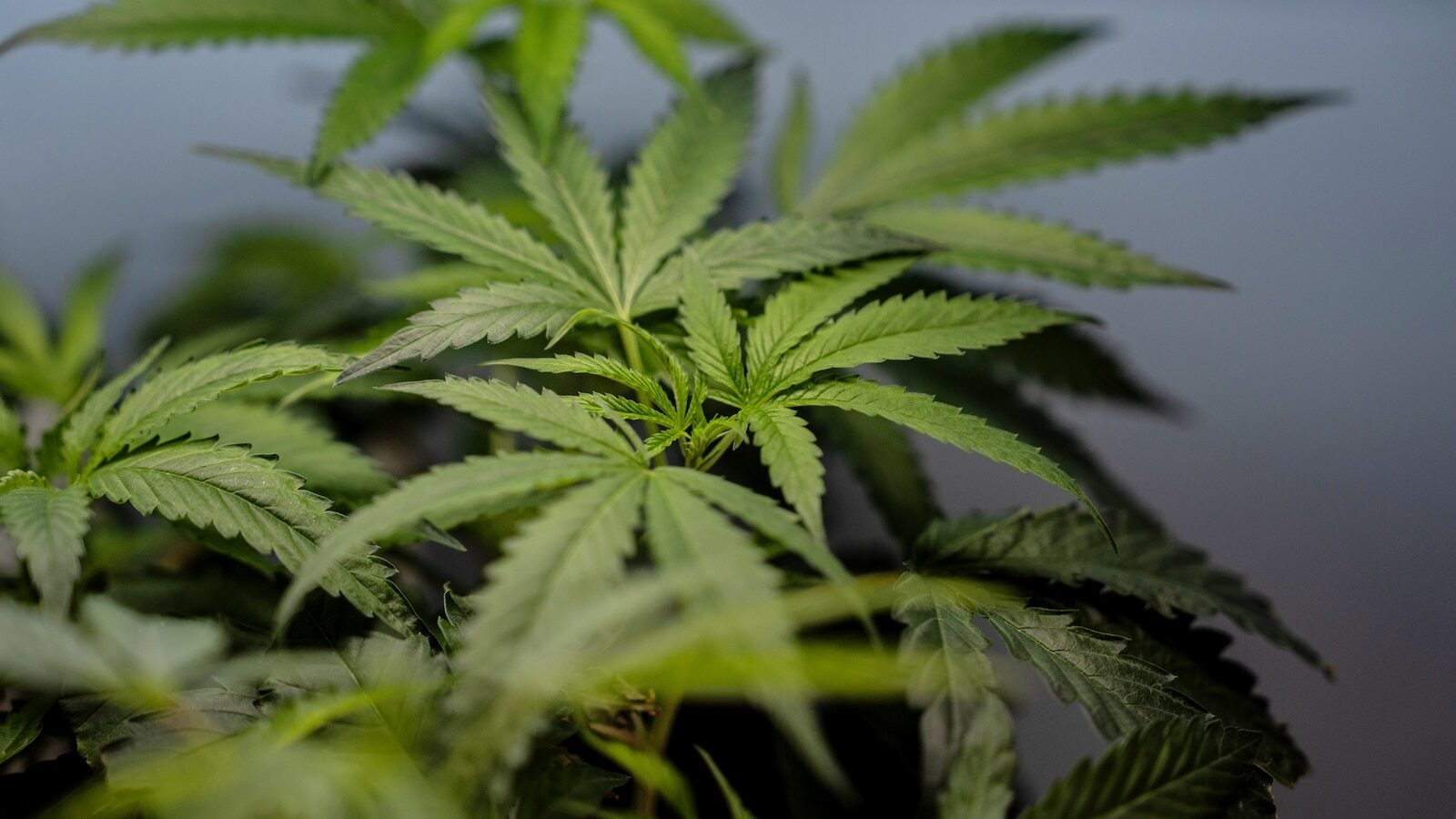 1. Let's make up a new diagnosis for all the marijuana emergencies that scandal media is yelling about. .. 2. By god, look how many people suffer from this disorder [Obvious]