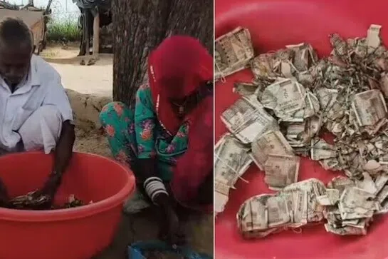குடும்பத்திடம் மறைத்து பதுக்கி வைத்த 5 லட்சம் ரூபாயை கரையான்கள் அழித்தன