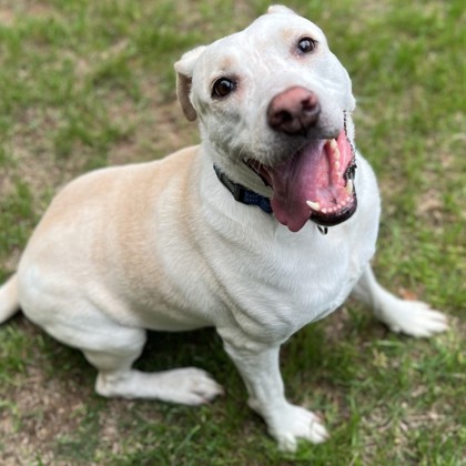 SPCA Pet of the Week – Winston