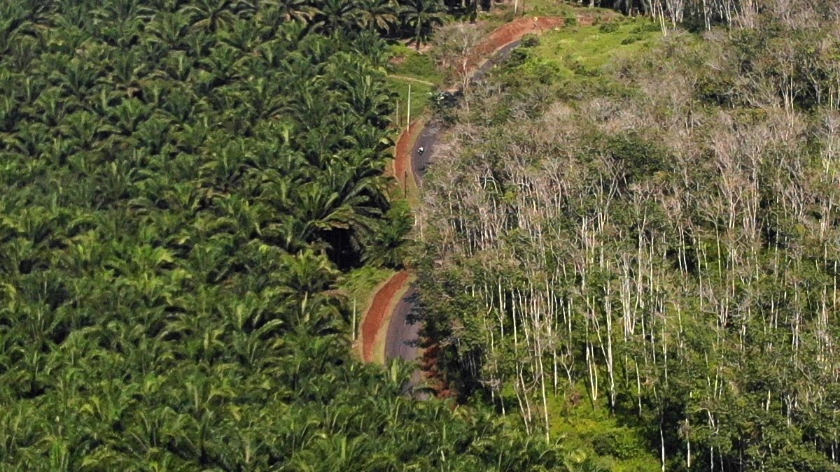 Beyond the Stigma: IPB Professor Calls for Science-Based View on Palm Oil and Deforestation