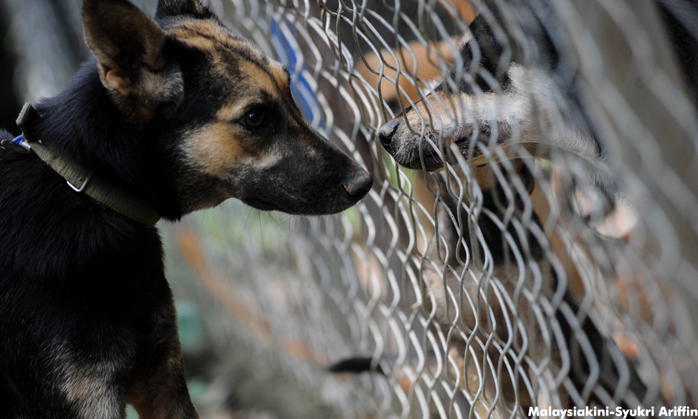 COMMENT | Can we balance love and hatred for dogs?