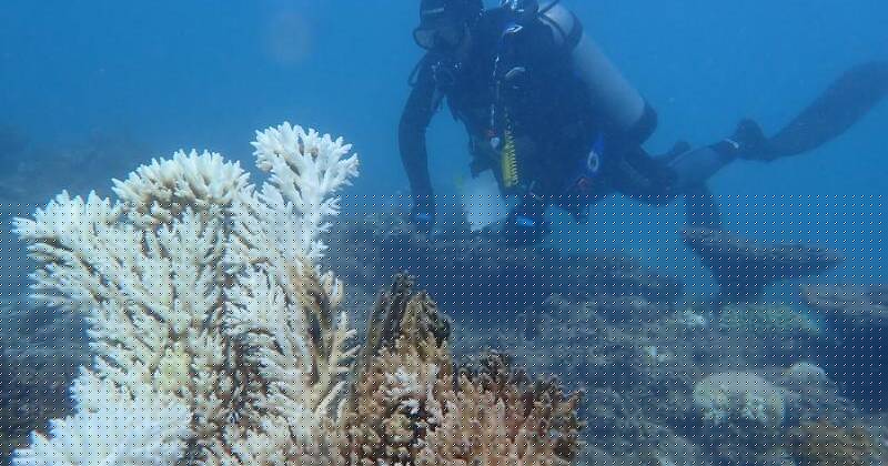 Untouched reefs cop record bleaching in intense heat