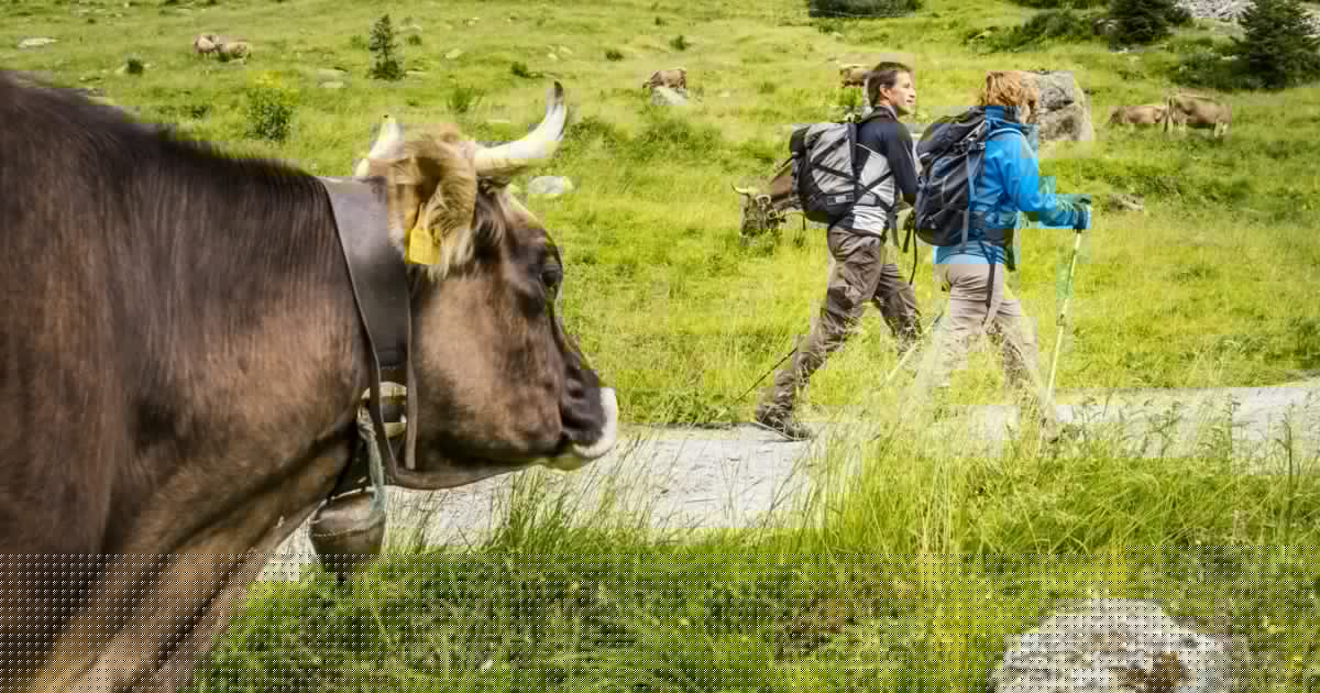 Verhaltensregeln - Vorarlbergs Alpen sind kein Streichelzoo