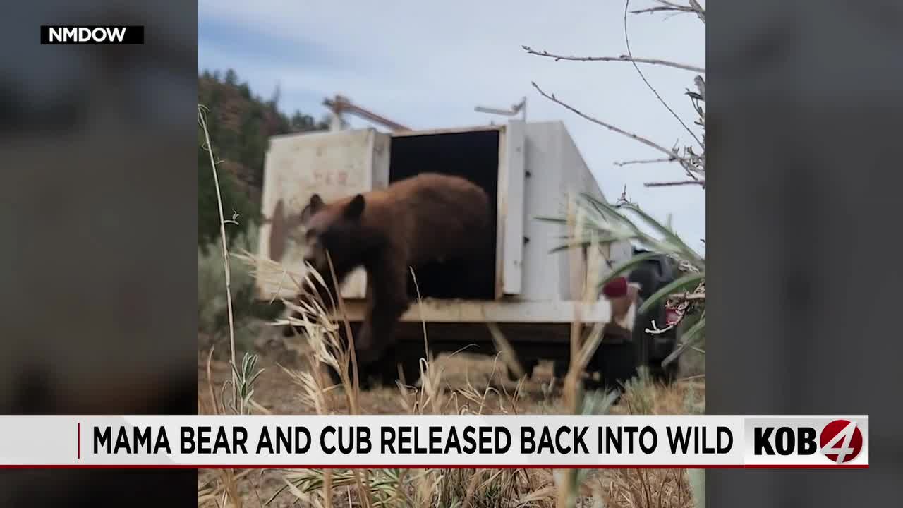 Mama bear and cub captured in Albuquerque released back into the wild
