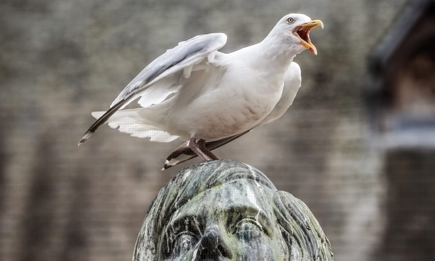 Man kicked gull to death in Dundee city centre and punched witness to the ground