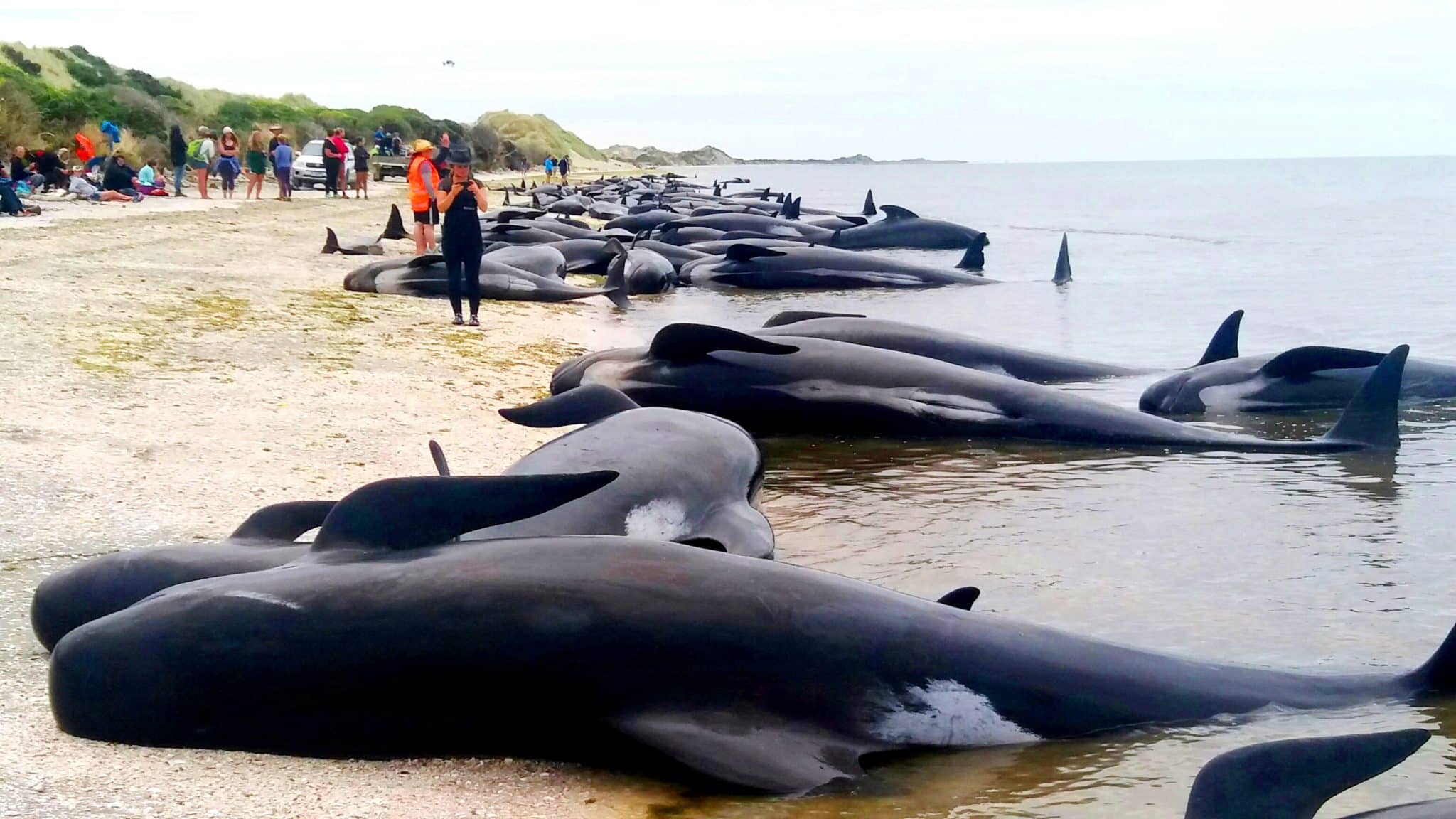 ¿Por qué encallan? Las causas detrás del varamiento de fauna marina