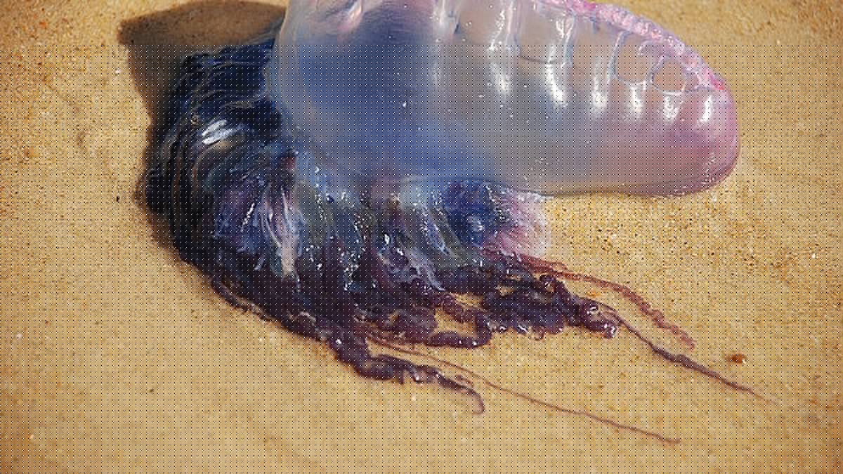Des filaments de vingt mètres de long, une piqûre très douloureuse... Pourquoi la présence de physalies le long des côtes atlantiques fait fermer des plages