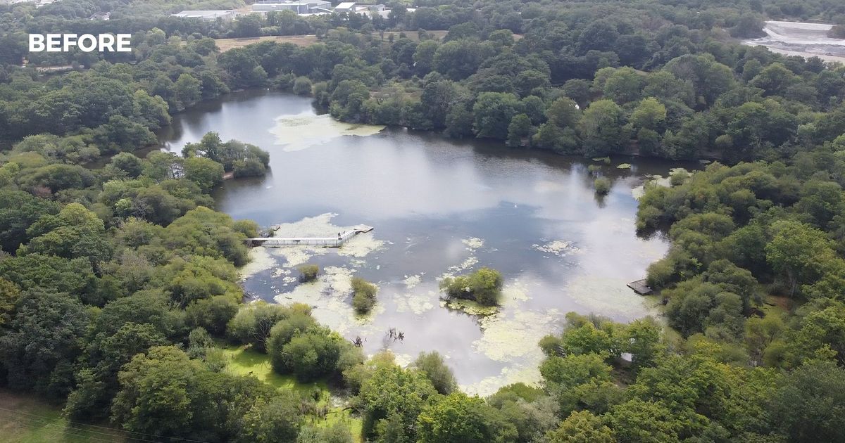 Official protection may not save 'priceless' Devon wood