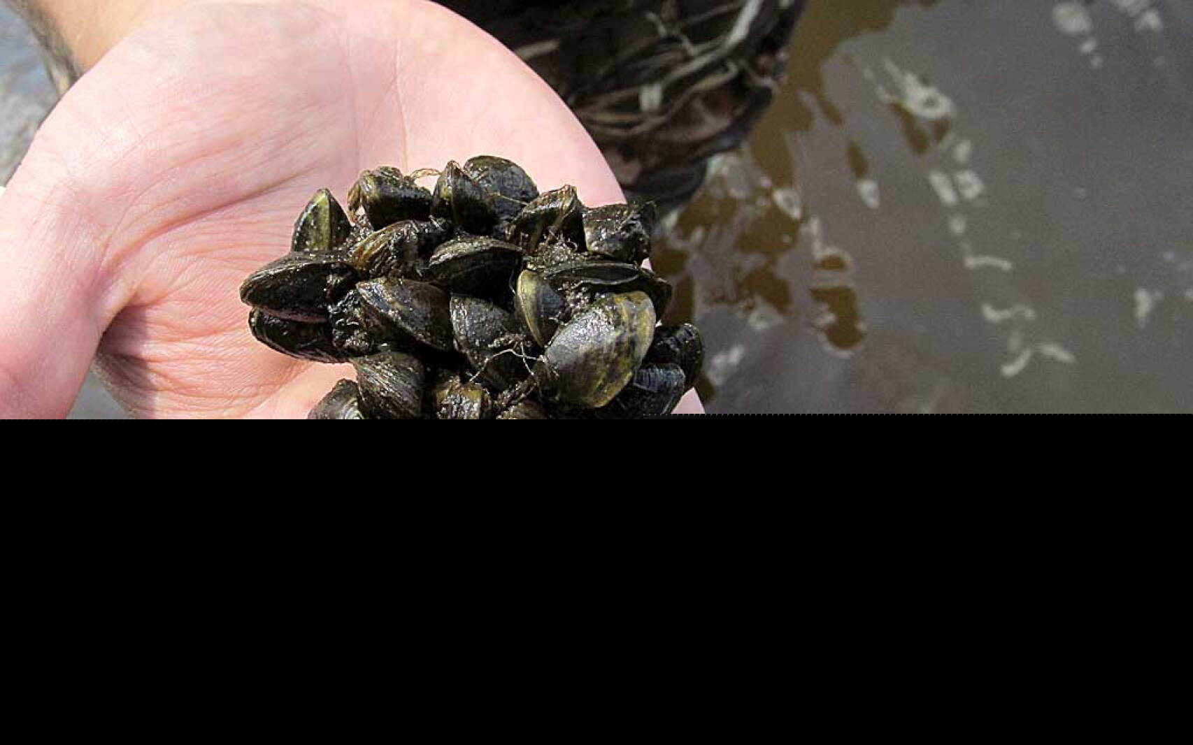 Zebra mussels confirmed in Shamineau Lake in Morrison County