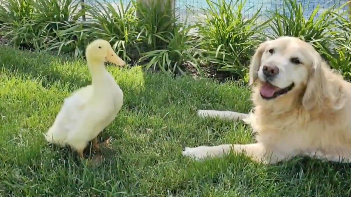 Daily Smile: Sunday, August 9, 2026