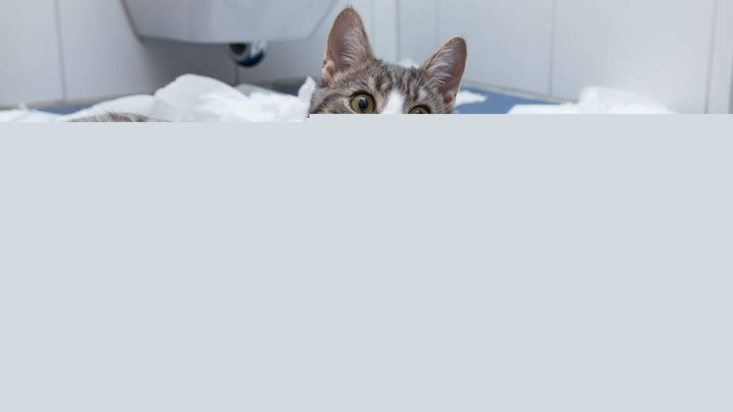 Why Do Cats Freak Out After Pooping?