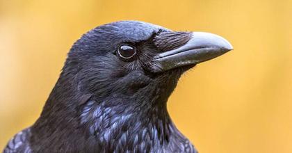Grief is the Thing With Feathers transforms tragedy into literature