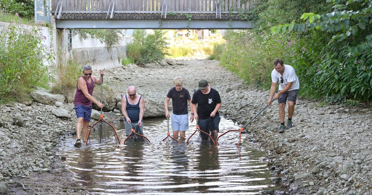 Drama wegen Dürre - „Wir haben rund 35 Kilogramm tote Fische entsorgt“