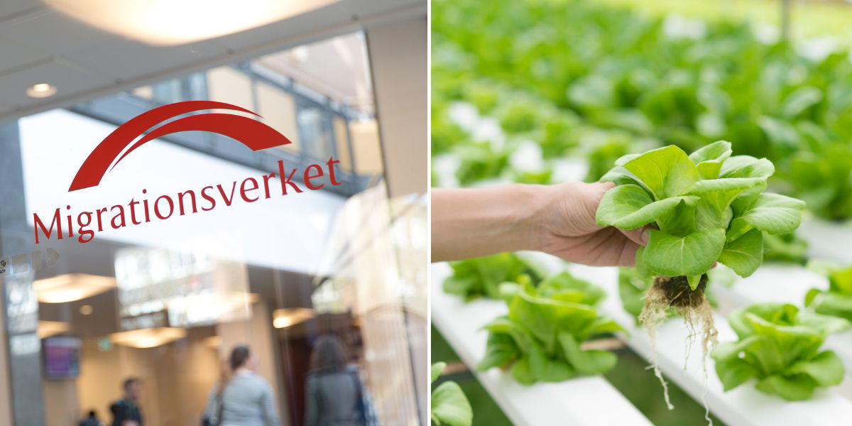 Kunderna klara, produktionen igång – ändå riskerar han utvisning