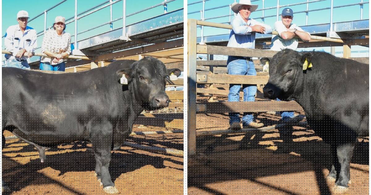 Low birth weight winning trait for two top-priced buyers at 2026 Landfall Angus sale
