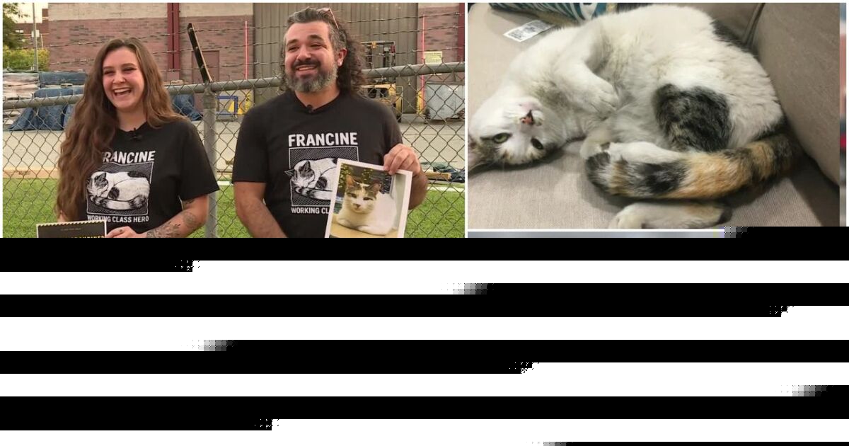 Search for Richmond's 'very special' Lowe's cat Francine goes viral after accidental truck ride