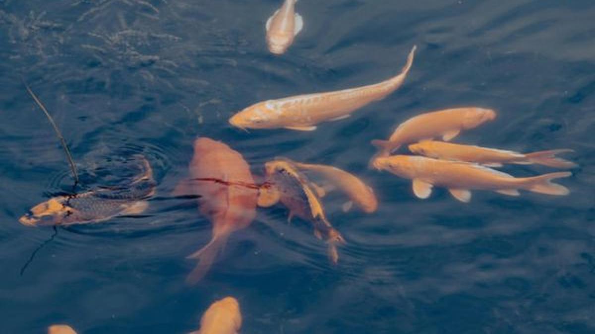 Ternak Ikan Mas vs Mujair, Mana Lebih Cuan? Kenali Karakternya untuk Dibudidaya