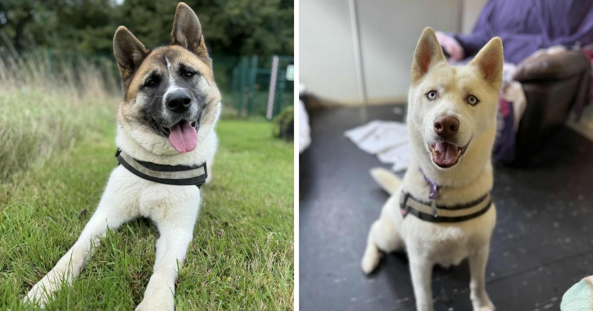 RSPCA issues urgent plea as it reaches 'crisis point' of dogs looking for homes