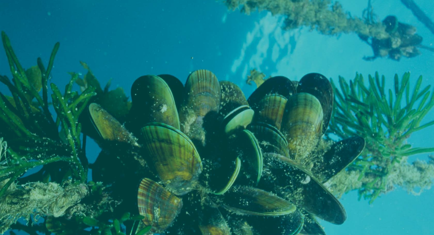 Reducing early mussel losses could unlock $1.8bn in NZ, says new study