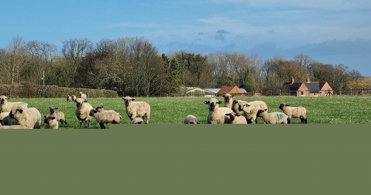 Why Hampshire Downs are the perfect fit for CB Farms