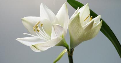 North Somerset death notices and funeral announcements