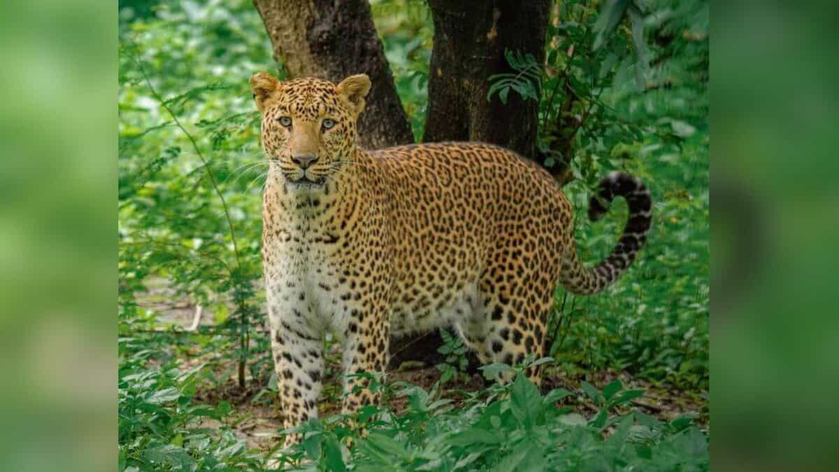 60-year-old farmer kills leopard with sickle, spear in Gujarat