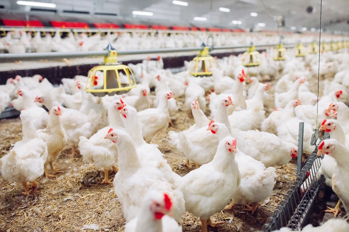 Poultry housing introduced in Victoria amid H5 bird flu detections